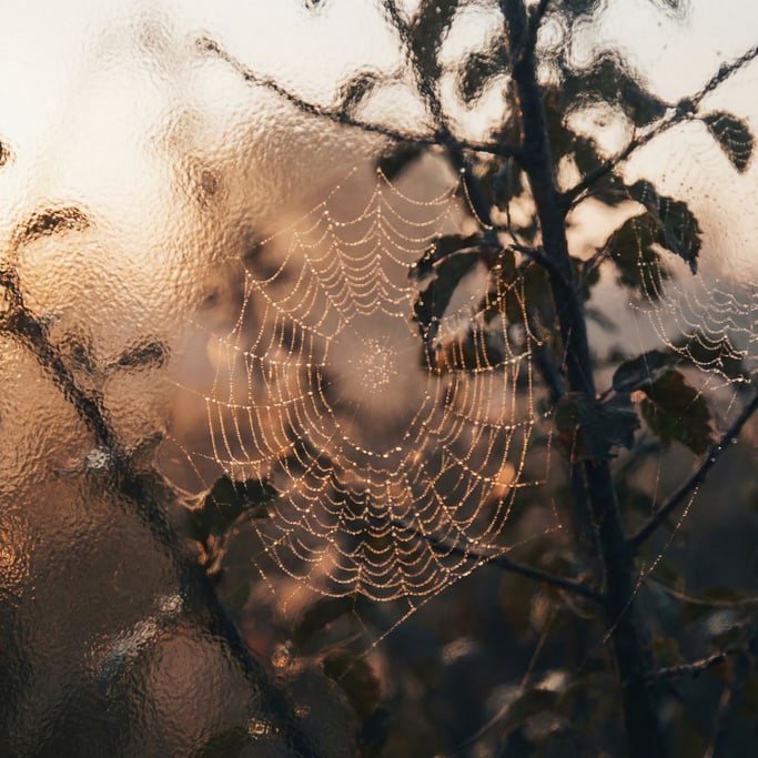 Spiderwebs with morning dew, each droplet acting as a tiny lens, refracting the sunrise (psp3vuhm)
