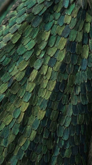 A macro of moth wing scales, overlapping like shingles, structural color shifting with angle