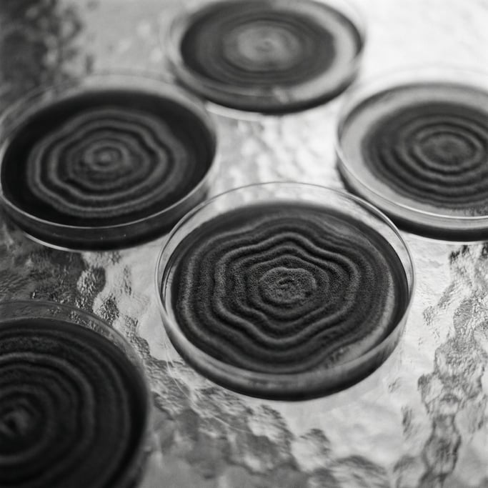 Petri dish cultures growing in concentric rings, organic geometry in pinks and yellows (47nhk5eg)