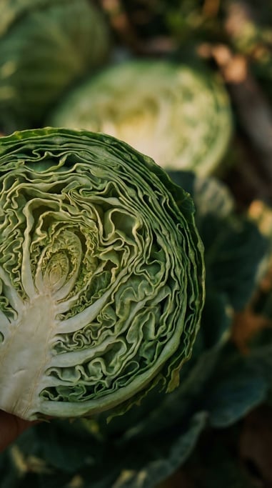 Cross-section of a cabbage cut in half, fractal leaf pattern radiating from the core