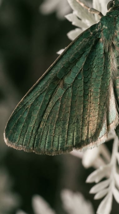 A macro of moth wing scales, overlapping like shingles, structural color shifting with angle (k)
