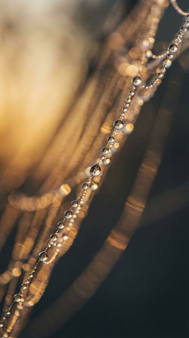 Spiderwebs with morning dew, each droplet acting as a tiny lens, refracting the sunrise