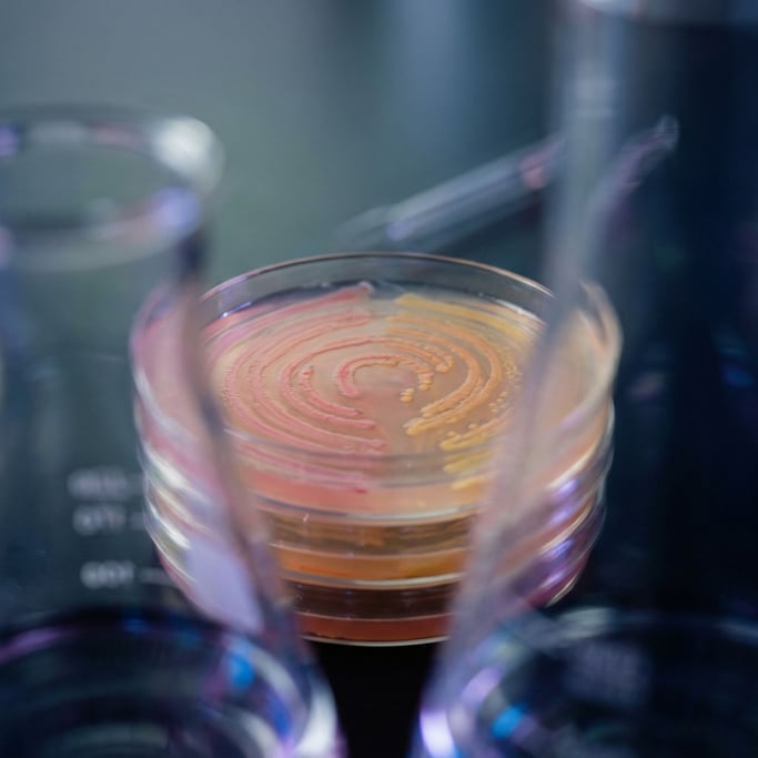 Petri dish cultures growing in concentric rings, organic geometry in pinks and yellows (zpow)