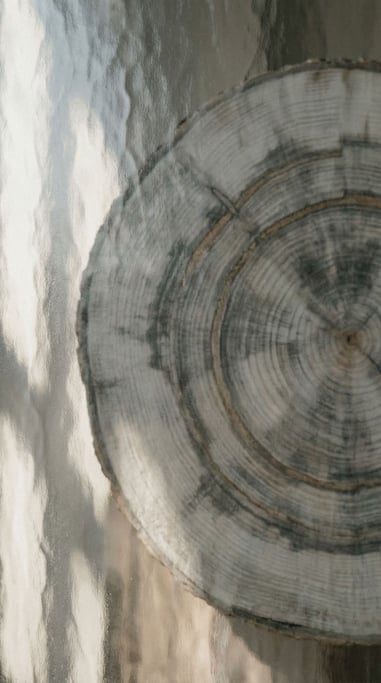 Tree rings in a cross-cut log, each ring a year, patterns of growth and drought visible (hlultxqk)