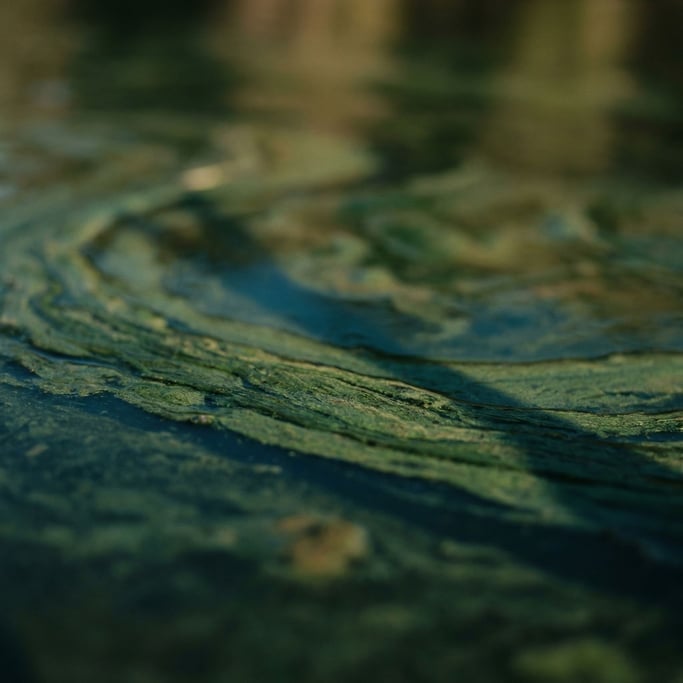 Algae bloom on a lake surface, abstract green and blue organic patterns from above (irpqkgiy)