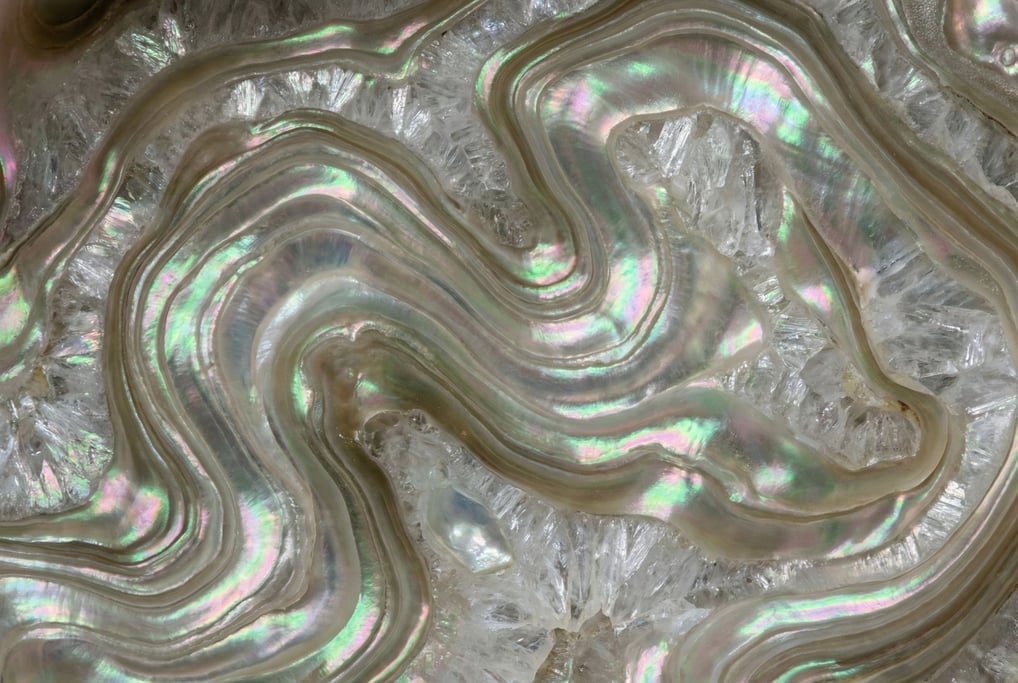 A luminous cross-section of an abalone shell revealing layers of nacre and prismatic aragonite