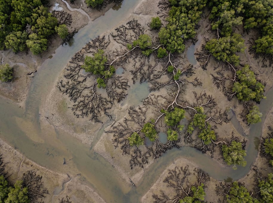 Aerial shot of a mangrove estuary at low tide
