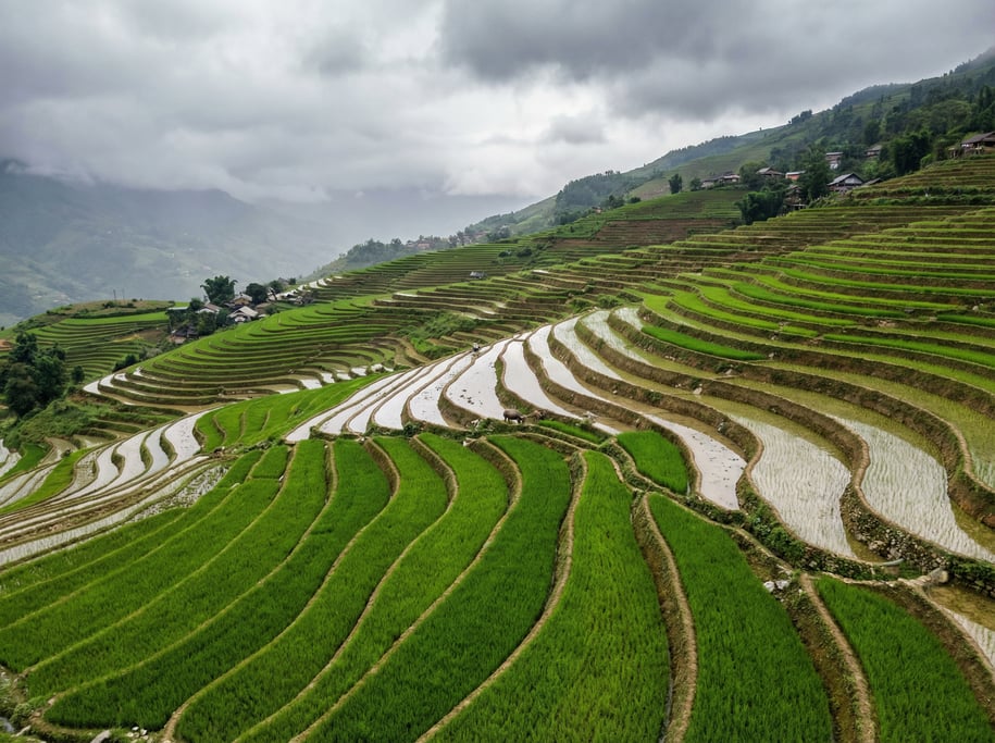 Aerial view of terraced rice paddies in lush emerald green with water-filled reflecting pools mirror