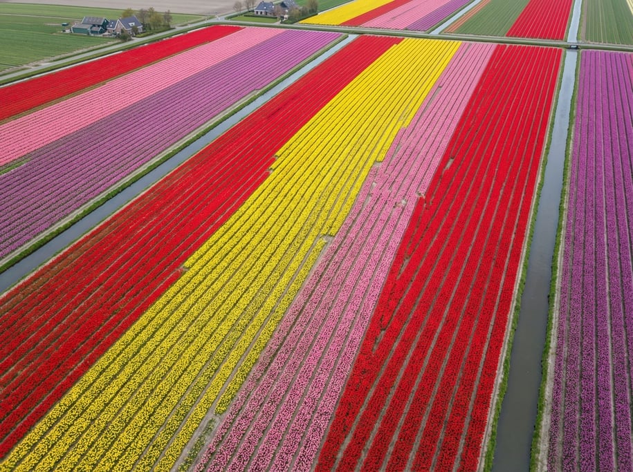 Drone view of tulip fields in full bloom from above, showing bold parallel stripes of red, yellow