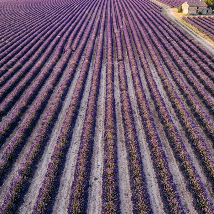 Top-down view of a lavender field in bloom with parallel rows of deep purple plants separated by pal