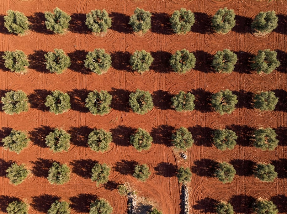 Aerial shot of an olive grove from above with regularly spaced round tree canopies casting circular