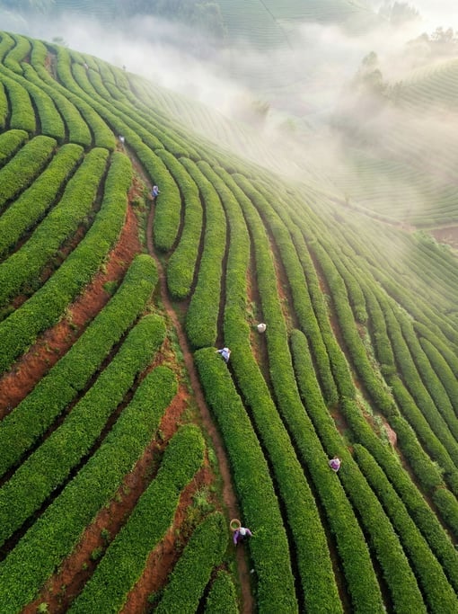 Overhead view of a tea plantation on steep hillside