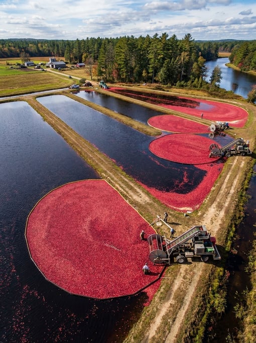 Overhead shot of a cranberry bog during harvest