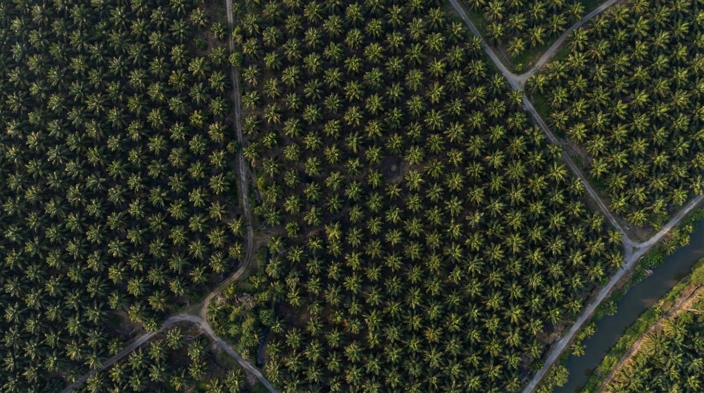 Wide aerial of a palm oil plantation from above with precisely ordered rows of palm trees creating a