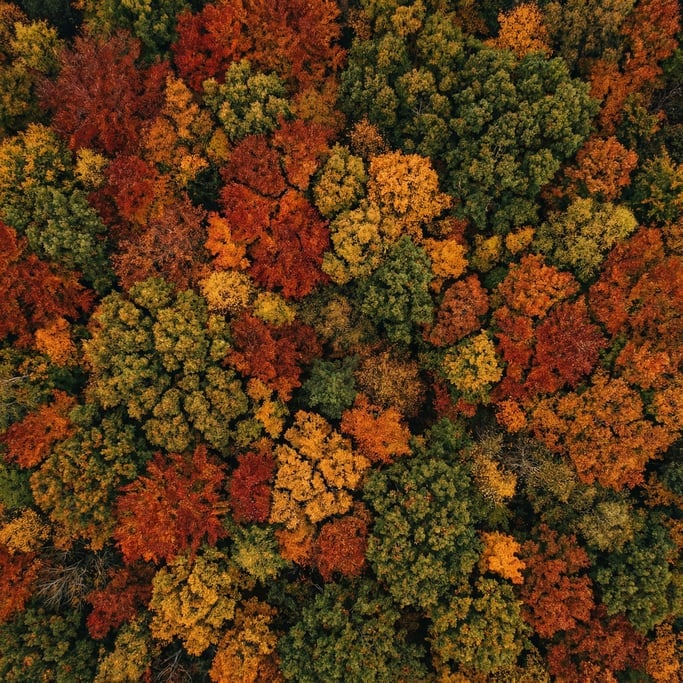 Top-down view of a dense autumn forest canopy with a mosaic of orange, red, gold
