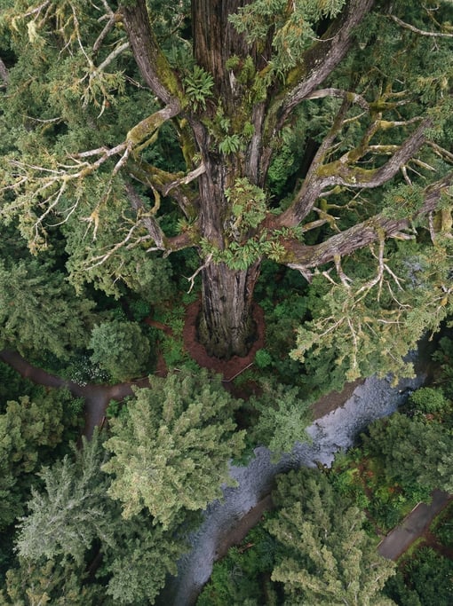 Drone shot of a single giant redwood tree from directly above