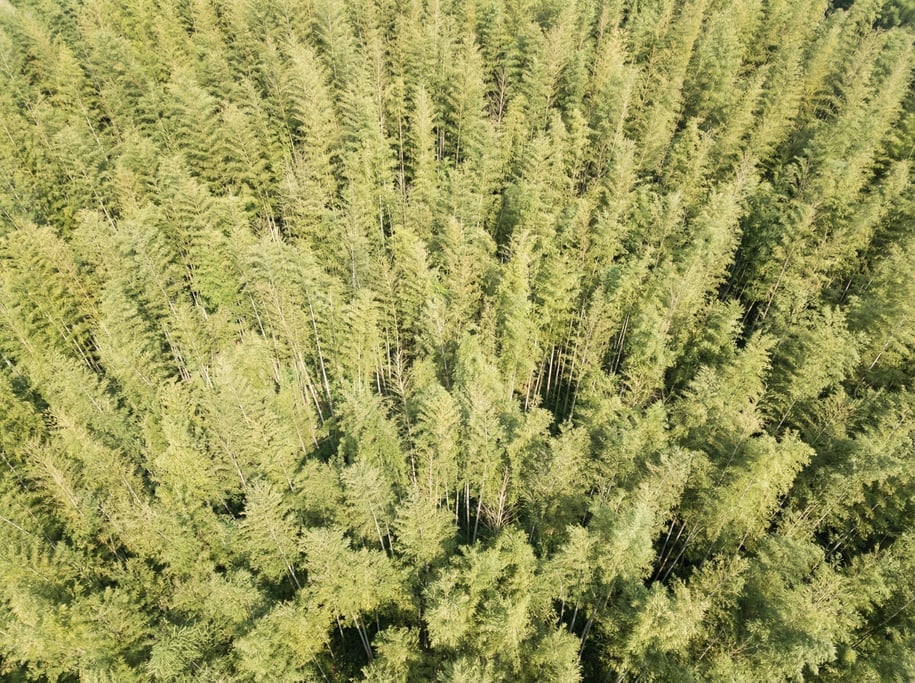 Aerial view of a bamboo forest from above showing the dense canopy of pale green stems and feathery