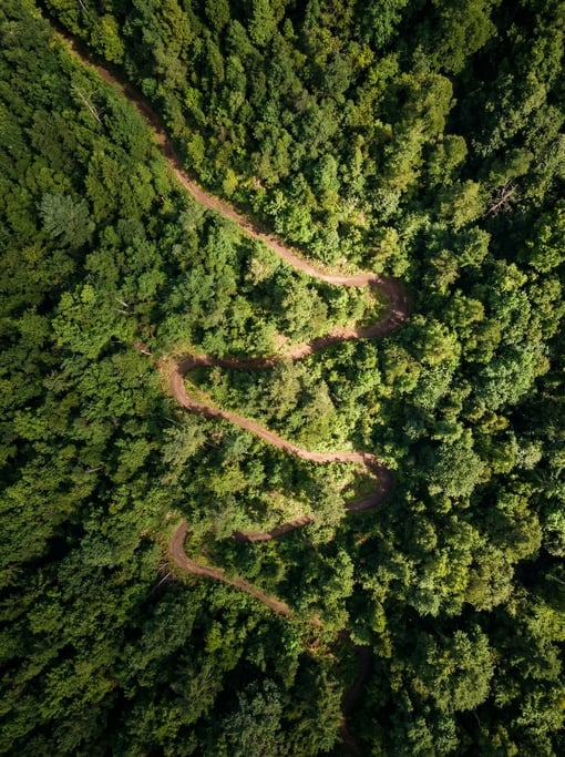 Top-down drone view of a winding forest hiking trail as a thin brown line cutting through dense gree