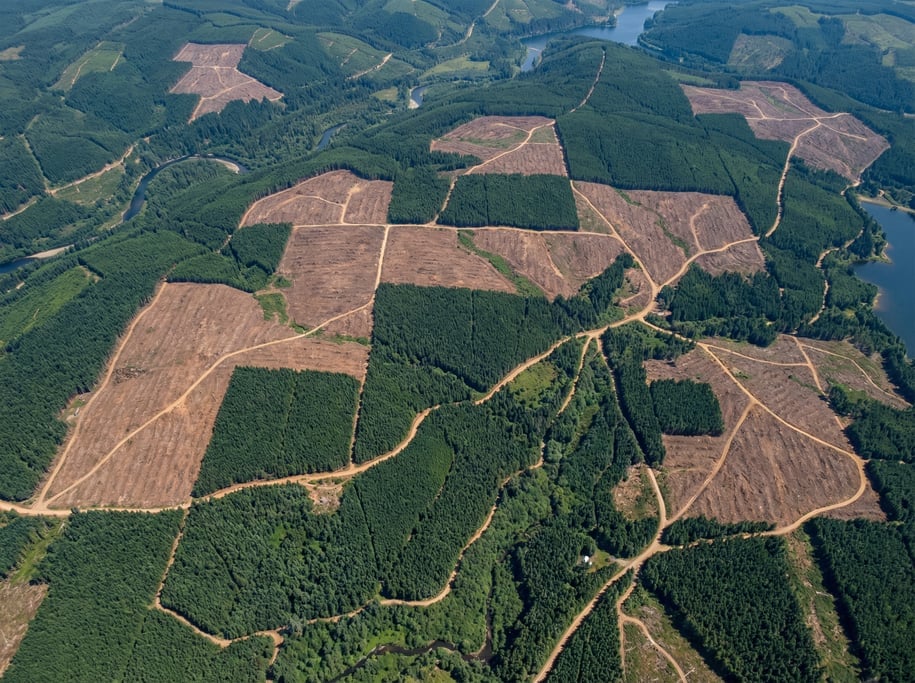 Aerial view of a managed forest with clear-cut harvest blocks creating geometric shapes of bare brow