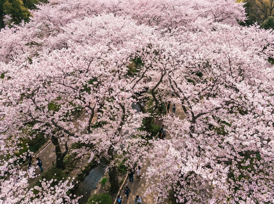 Aerial view of a cherry blossom grove in full bloom from above