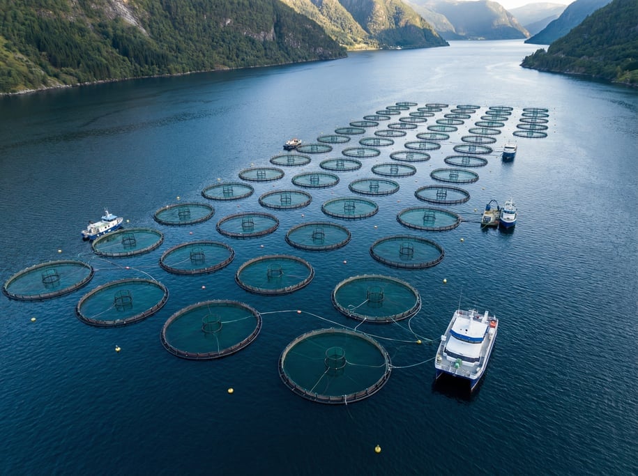 Aerial shot of a fish farm with circular net pens in dark blue fjord water