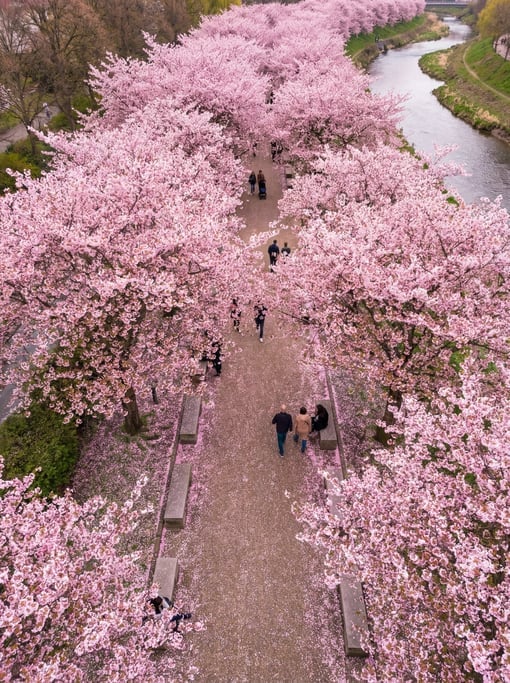 Overhead view of spring cherry blossom trees lining both sides of a path