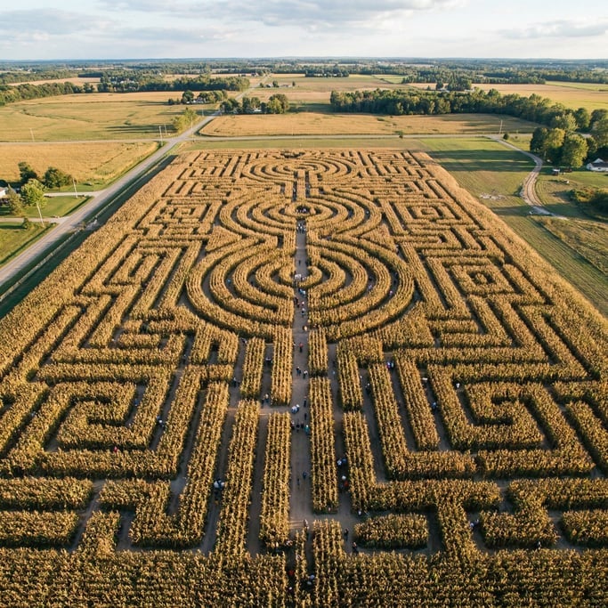 Overhead shot of a labyrinth maze cut into a cornfield