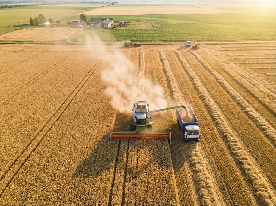 Drone view of a harvest scene from above: a golden field being cut by a combine