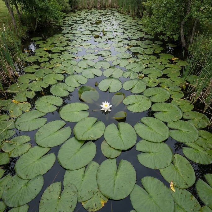 Overhead drone shot of lily pads covering a still pond surface