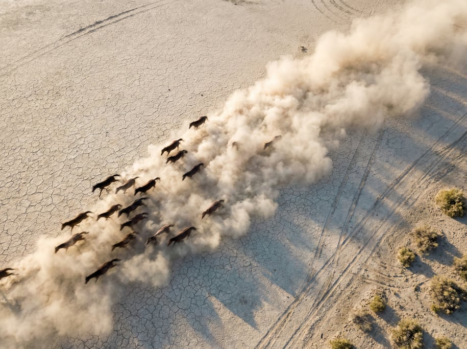 Drone view of a herd of wild horses running across a dry lakebed