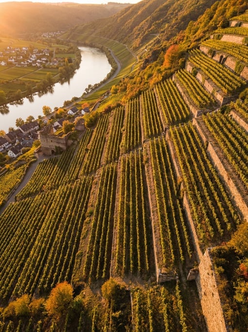 Drone view of a steep vineyard on a hillside above a river