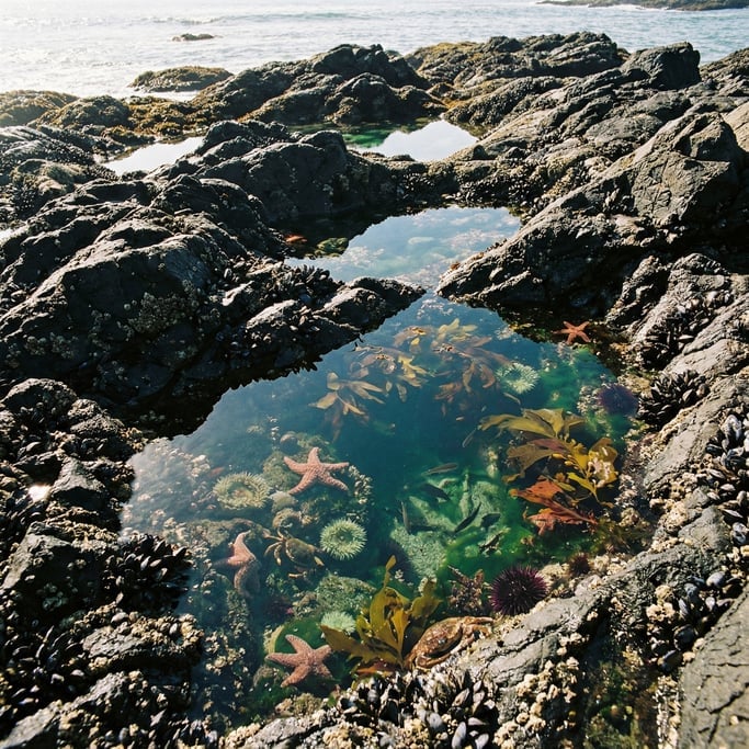 Overhead shot of a tide pool garden at low tide
