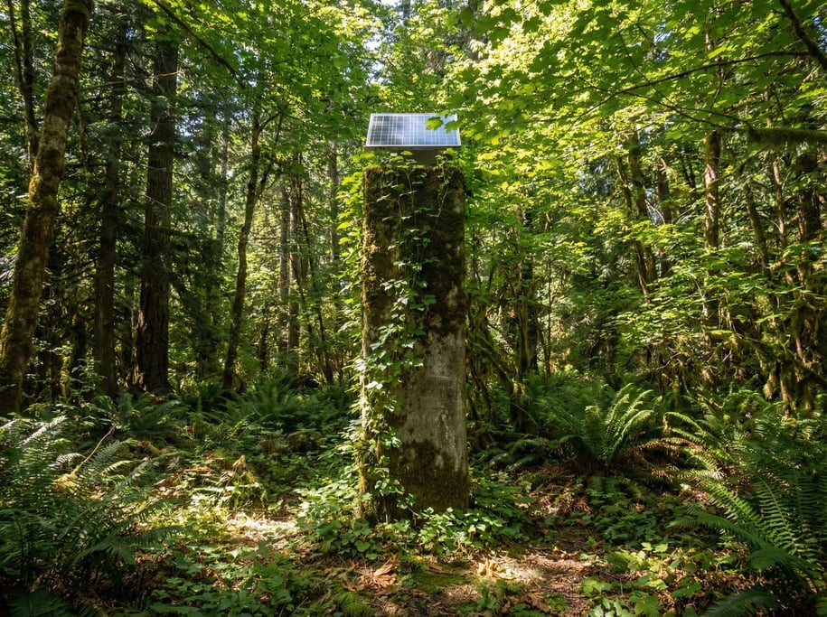 A single concrete pillar in a forest clearing with vines climbing its full height