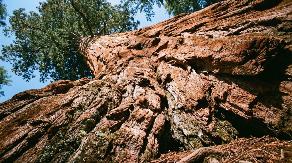 From ground level looking up