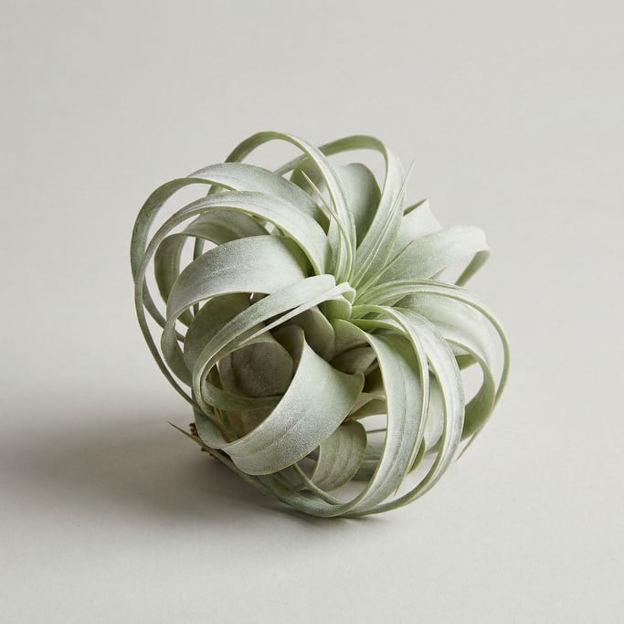 Tillandsia air plant with silvery-green curling leaves and visible trichome texture on elongated spi