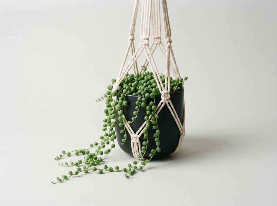 String of pearls succulent trailing from a small matte black ceramic hanging planter with a macrame