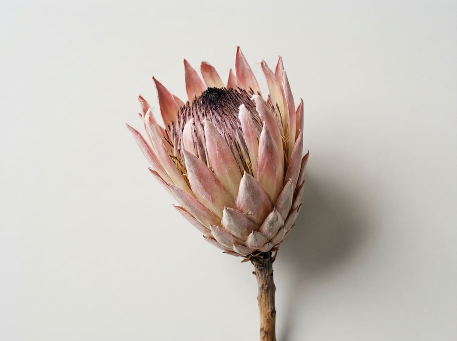 Single dried protea flower head in dusty pink and cream papery bracts with a dark center cone and wo
