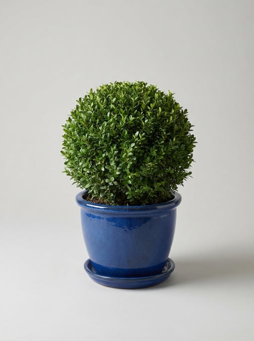 Small potted boxwood topiary trimmed into a perfect sphere