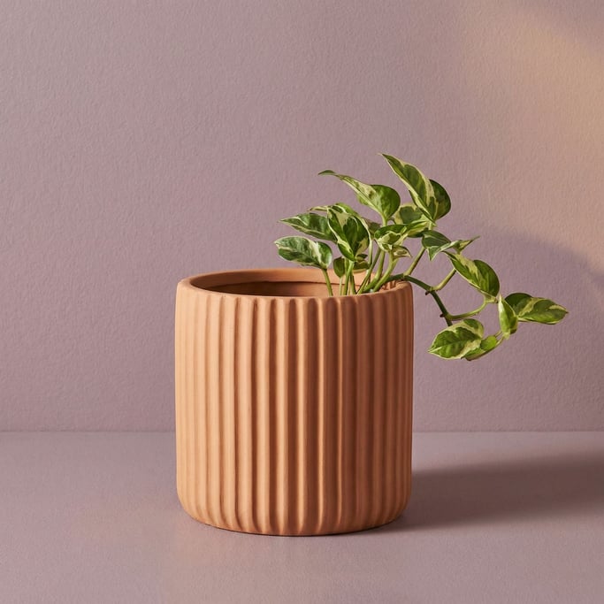 Cylindrical ribbed planter in matte terracotta with a small trailing pothos