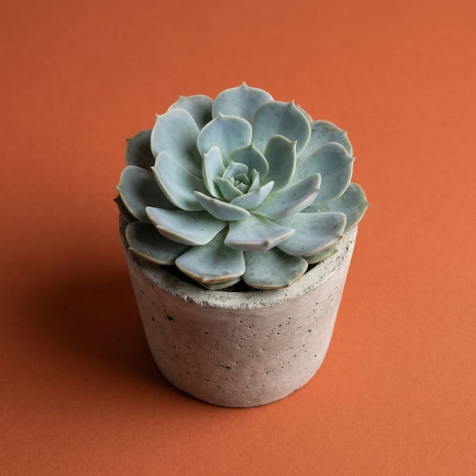 Echeveria succulent in a small concrete pot, rosette leaves in dusty blue-green