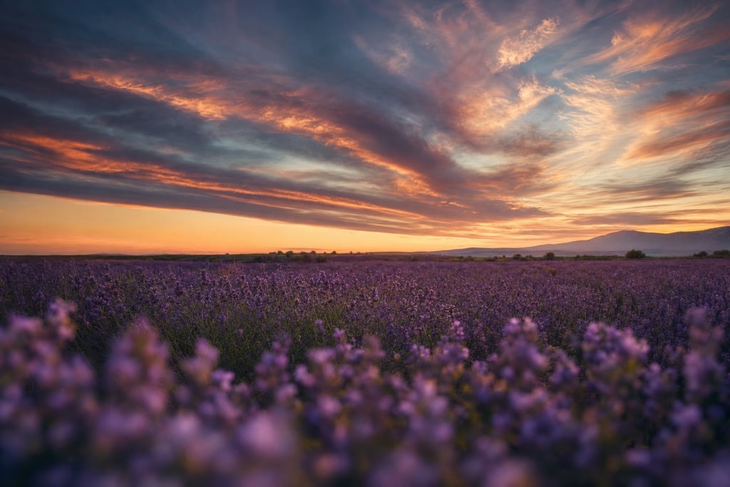 Lavender field stretching to the horizon under a sky with dramatic, swirling clouds