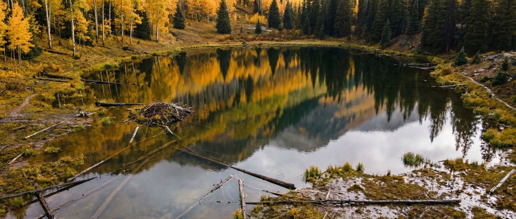 Autumnal mountain reflected in a beaver pond, aspen gold and spruce green doubled in still water