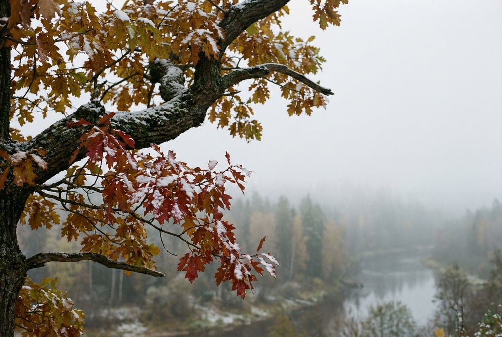 First snow settling on autumn leaves still clinging to branches, two seasons colliding in one frame
