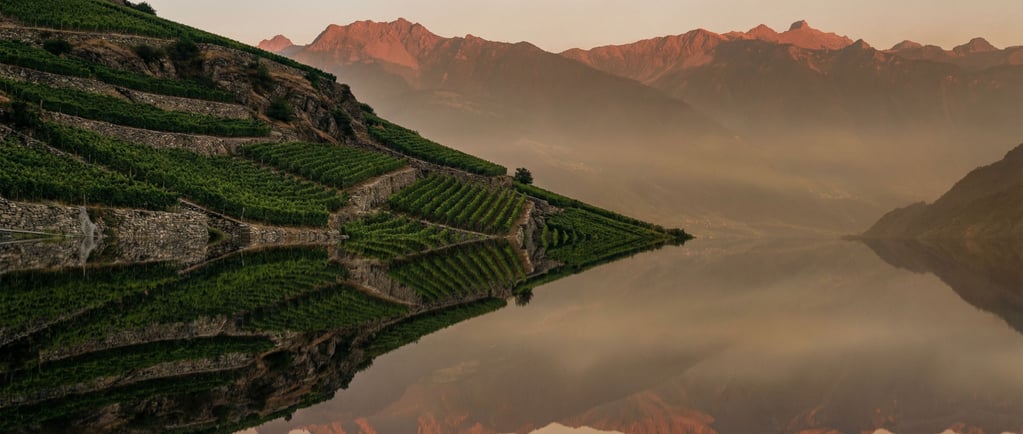 Vineyard rows on steep hillside terraces