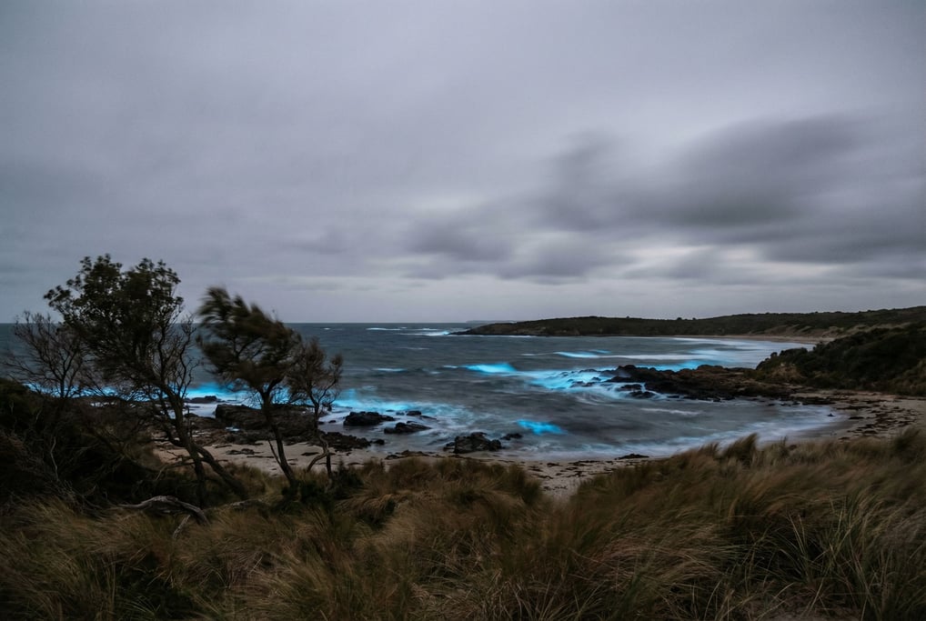 Bioluminescent bay at night, electric blue light glowing in dark water where waves disturb the surfa