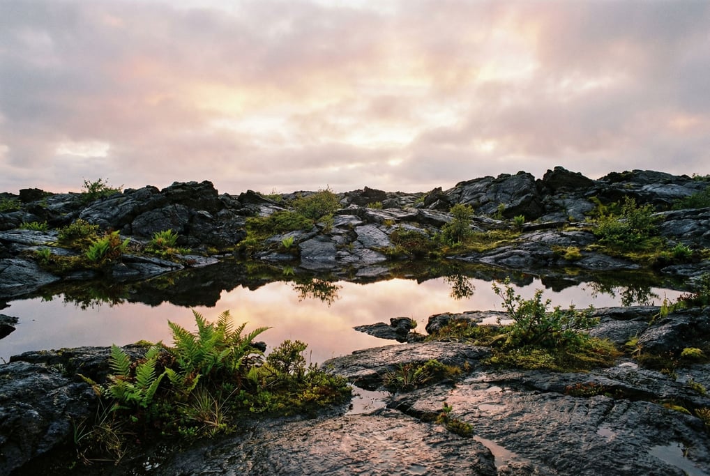 Volcanic lava field with pioneer vegetation pushing through cracks in black rock