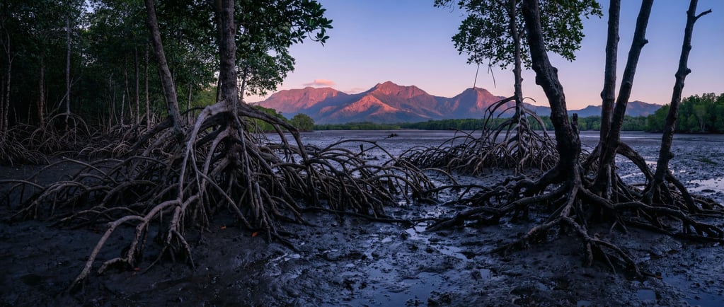 Mangrove forest at low tide, twisted root systems exposed above dark mud
