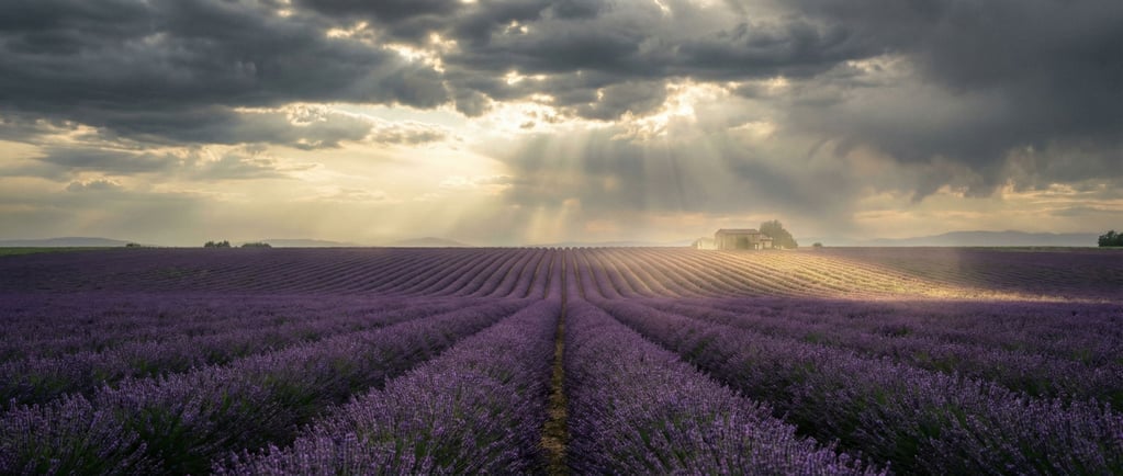 Lavender fields in full bloom, purple rows converging toward the horizon