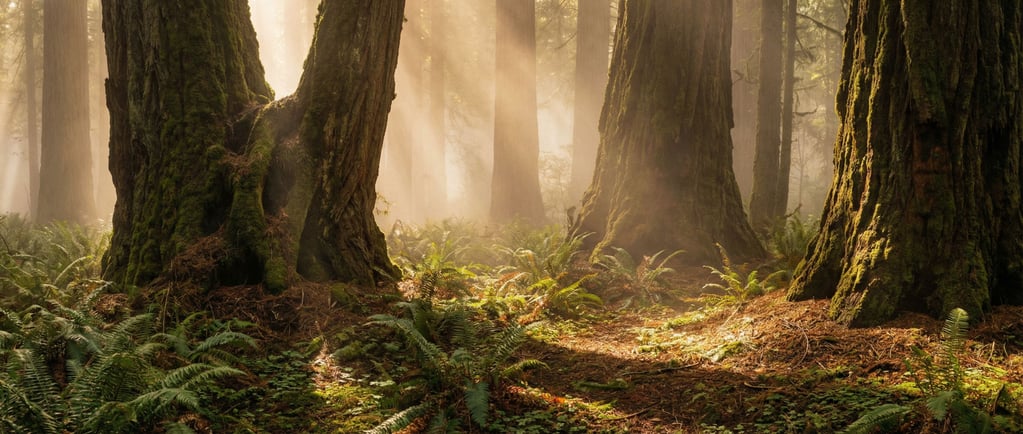Old-growth redwood forest, massive trunks disappearing into fog (smfxamoi)