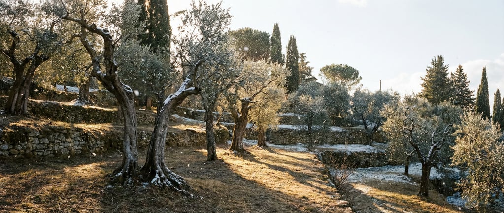 Ancient olive grove with gnarled silver trunks, golden afternoon light on a Tuscan hillside (vgyxysv)